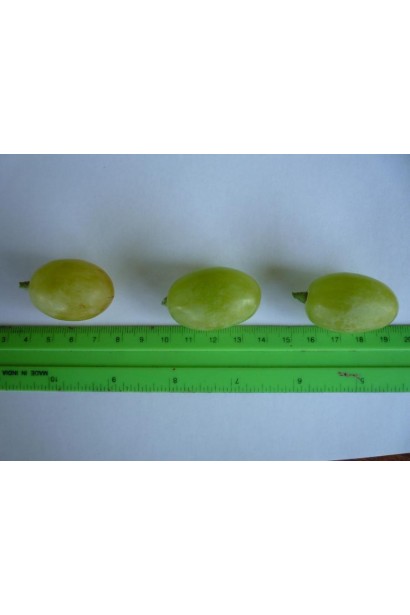 Виноград столовый Aivengo – размер ягод 25-35 мм.